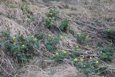 Corydalis nobilis, photographed by Nina Filippova