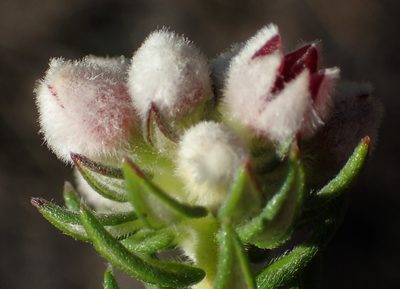 Phylica purpurea, photographed by Nicola van Berkel