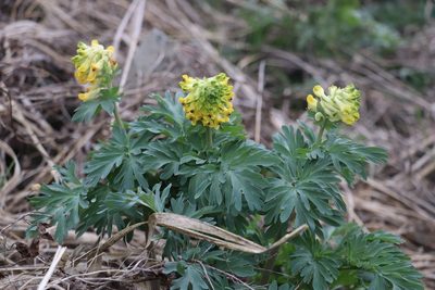 Corydalis nobilis, photographed by Nina Filippova
