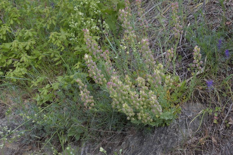 Alyssoides utriculata, photographed by Felicia Seichter