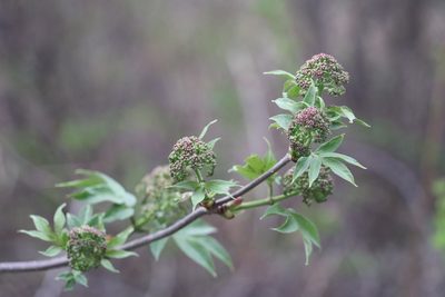 Sambucus sibirica, photographed by Nina Filippova