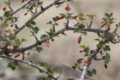 Ribes aciculare, photographed by Nina Filippova