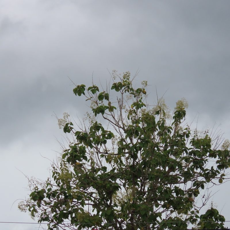 Tectona grandis, photographed by Maria Janeiro