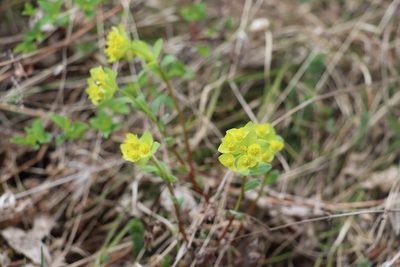 Euphorbia altaica, photographed by Nina Filippova