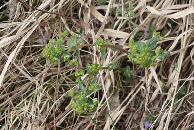 Euphorbia alpina, photographed by Nina Filippova