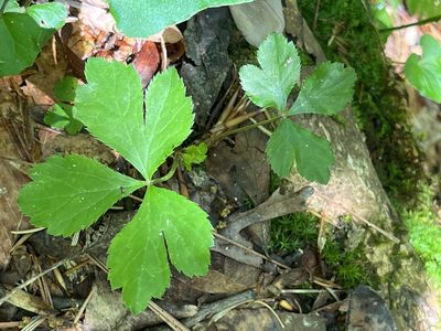Sanicula canadensis, photographed by Ethan