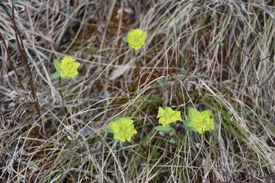 Euphorbia altaica, photographed by Nina Filippova