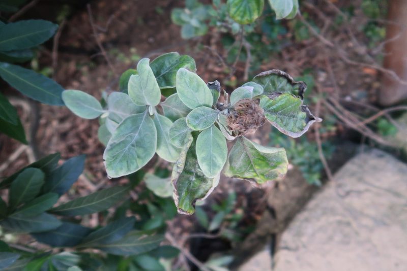 Barleria albostellata, photographed by Presha Soogrim