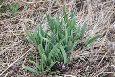 Allium nutans, photographed by Nina Filippova