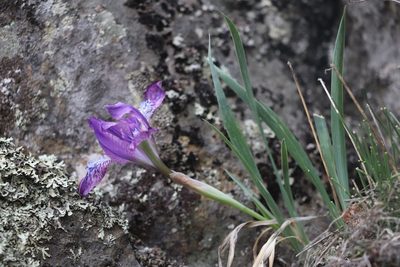 Iris tigridia, photographed by Nina Filippova