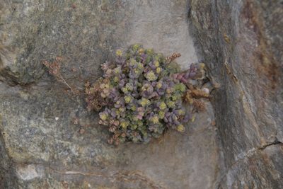 Sedum dasyphyllum, photographed by Felicia Seichter