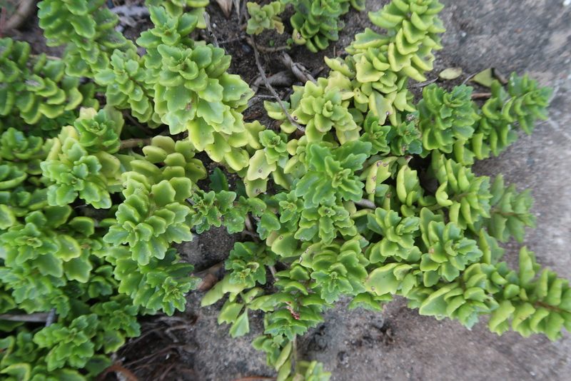 Coleus subspicatus, photographed by Presha Soogrim