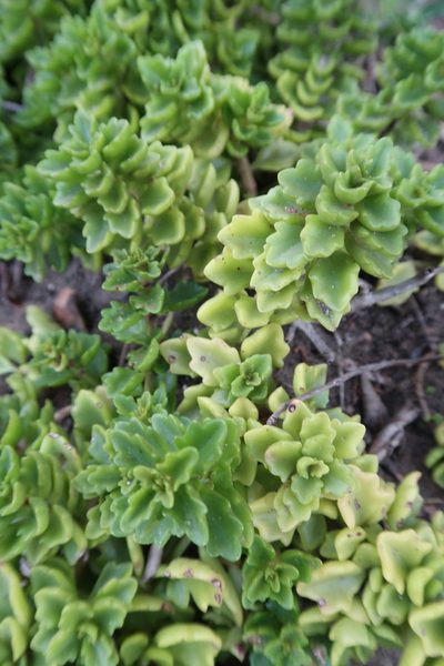 Coleus subspicatus, photographed by Presha Soogrim