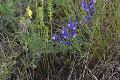 Vicia onobrychioides, photographed by Felicia Seichter