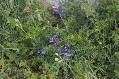 Vicia onobrychioides, photographed by Felicia Seichter