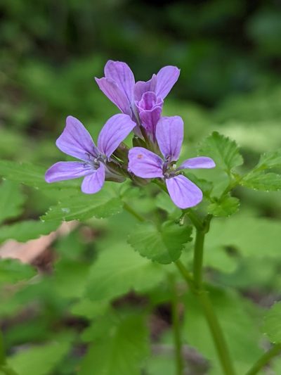 Cardamine chelidonia, photographed by Denis Bastianelli