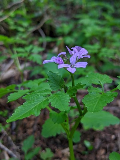 Cardamine chelidonia, photographed by Denis Bastianelli