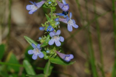 Penstemon humilis, photographed by Rolf Lawrenz