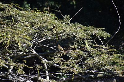 Albizia adianthifolia, photographed by Sunčana Bradley