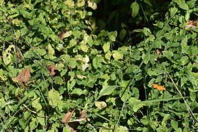 Asystasia intrusa, photographed by Sunčana Bradley