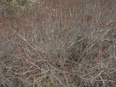 Myrica pensylvanica, photographed by Erik Schiff