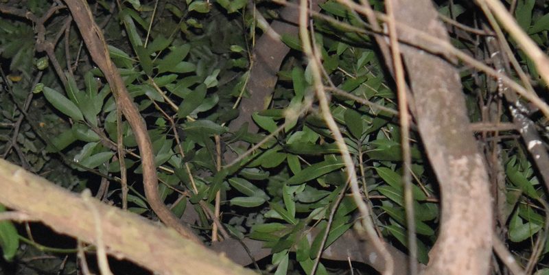 Protorhus longifolia, photographed by Sunčana Bradley