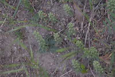 Alyssum alyssoides, photographed by Felicia Seichter