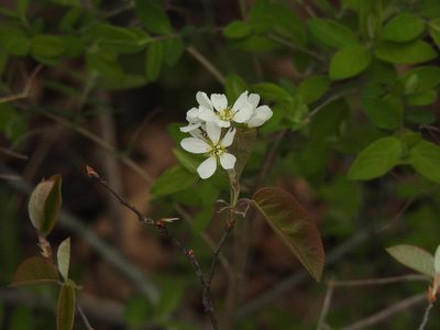 Amelanchier arborea, photographed by Erik Schiff