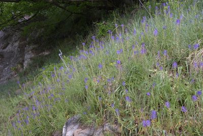 Muscari comosum, photographed by Felicia Seichter