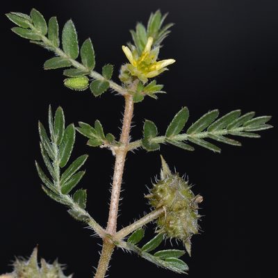 Tribulus terrestris, photographed by kbkash