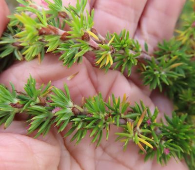 Cliffortia stricta, photographed by linkie
