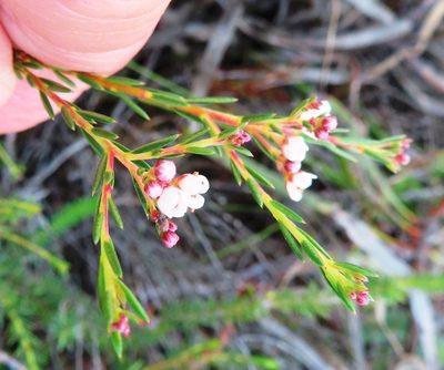 Diosma hirsuta, photographed by linkie