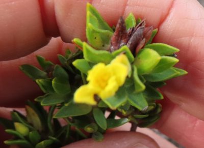 Gnidia juniperifolia, photographed by linkie