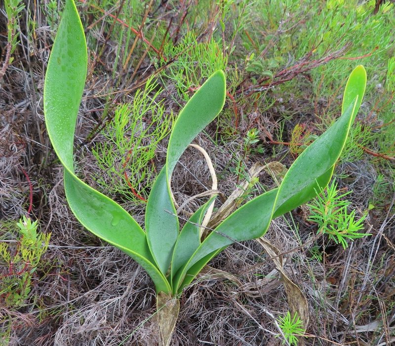 Cyrtanthus carneus, photographed by linkie