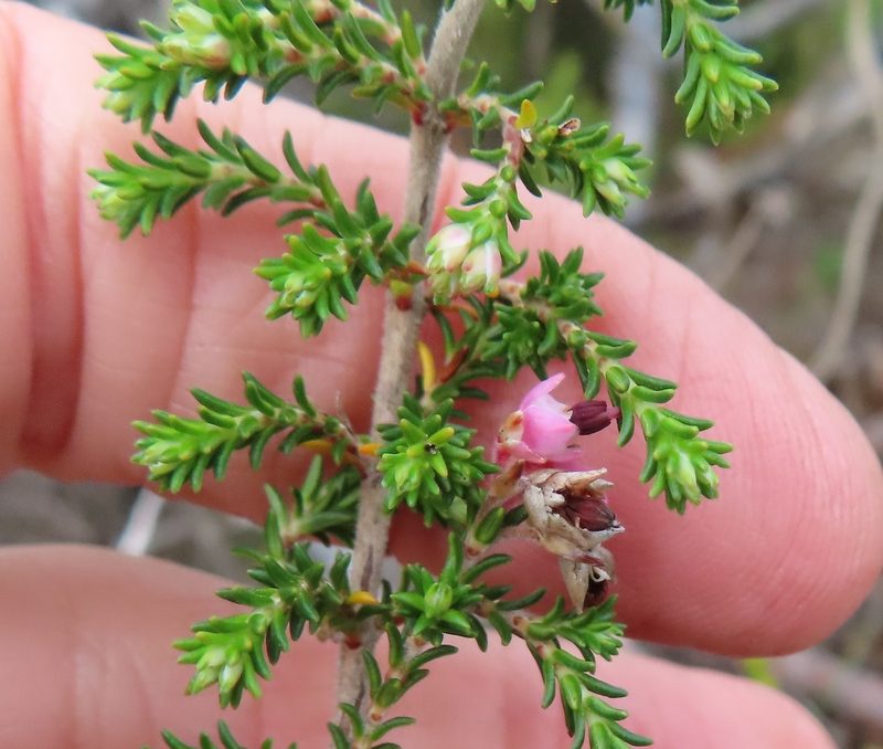 Erica placentiflora, photographed by linkie
