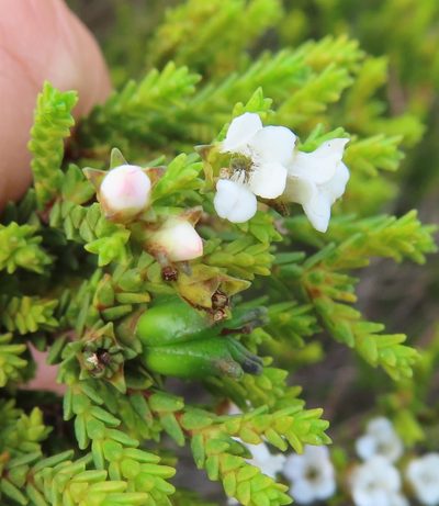 Euchaetis burchellii, photographed by linkie