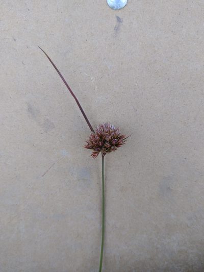 Juncus occidentalis, photographed by Rob Cuthrell