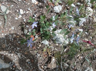 Vinca herbacea, photographed by Ben Costamagna