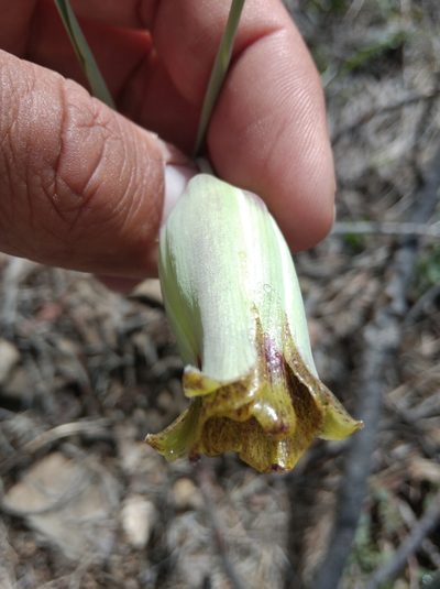 Fritillaria acmopetala, photographed by Ben Costamagna
