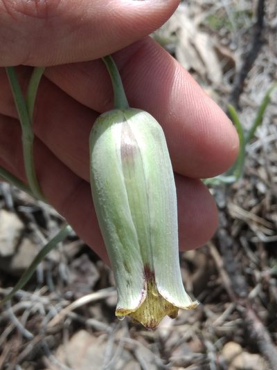 Fritillaria acmopetala, photographed by Ben Costamagna