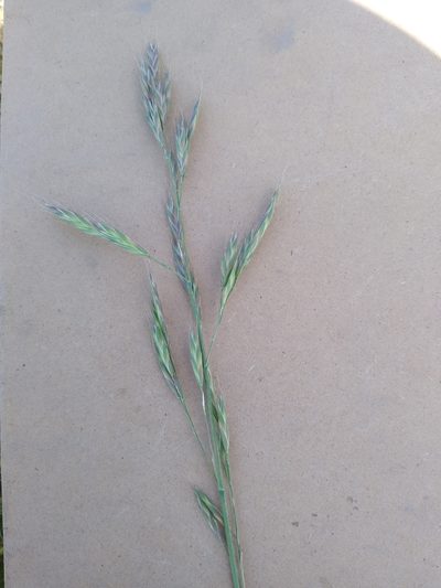 Bromus cebadilla, photographed by Rob Cuthrell