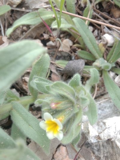 Alkanna orientalis, photographed by Ben Costamagna