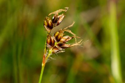 Luzula campestris, photographed by Andrew Skotnicki