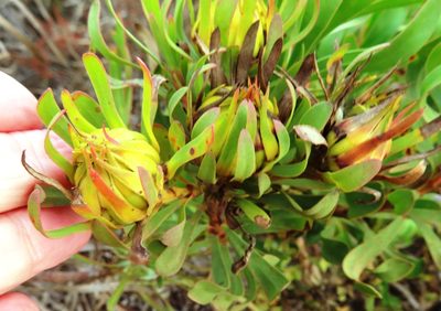 Aulax umbellata, photographed by linkie