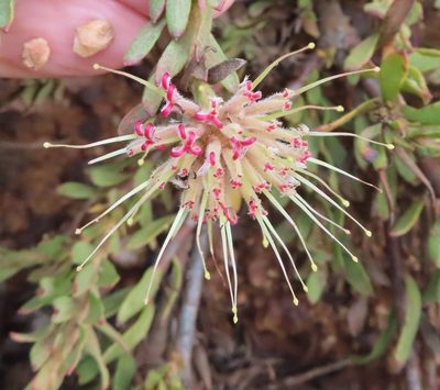 Leucospermum heterophyllum, photographed by linkie
