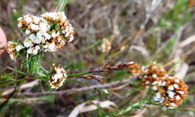 Stoebe anomala, photographed by linkie