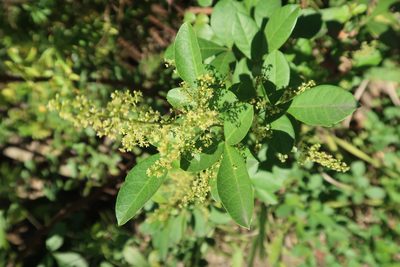 Searsia nebulosa, photographed by Presha Soogrim