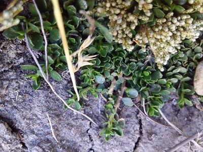 Baccharis alpina, photographed by Humber Alberto