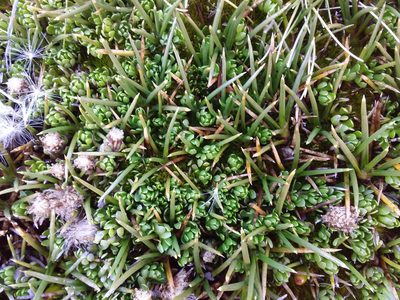 Baccharis alpina, photographed by Humber Alberto