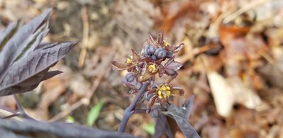 Caulophyllum giganteum, photographed by Micki Colbeck